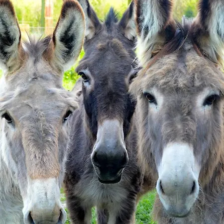Séjour à la campagne La Chouette Cabane