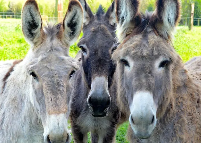 Séjour à la campagne La Chouette Cabane
